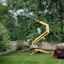 How Our Tree Care Process Works  in  Montrose, CO